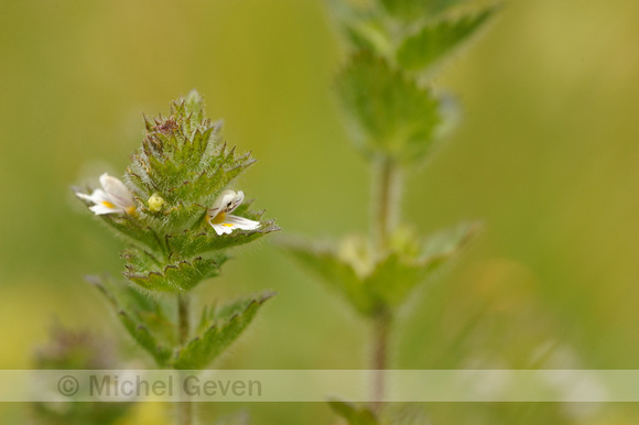 Euphrasia hirtella; Small flowered Sticky Eyebright;