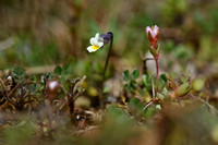Dwergviooltje; Viola kitaibeliana