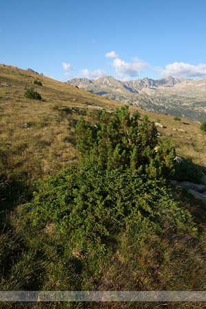 Alpenjeneverbes; Alpine Juniper; Juniperus communis subsp. alpina