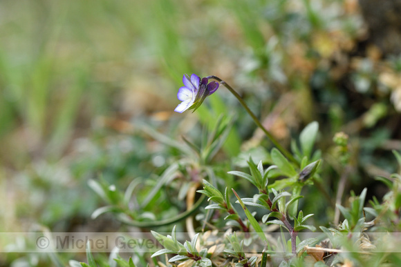 Dwergviooltje; Dwarf Pansy; Viola kitaibeliana