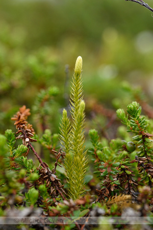 Interupted Clubmoss; Lycopodium annotinum; subsp. Alpestre