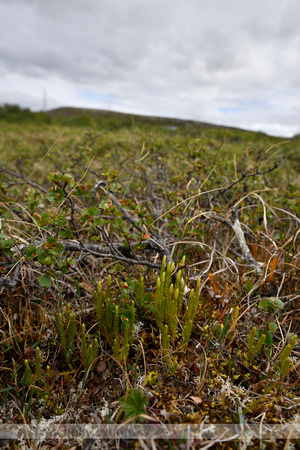 Interupted Clubmoss; Lycopodium annotinum; subsp. Alpestre