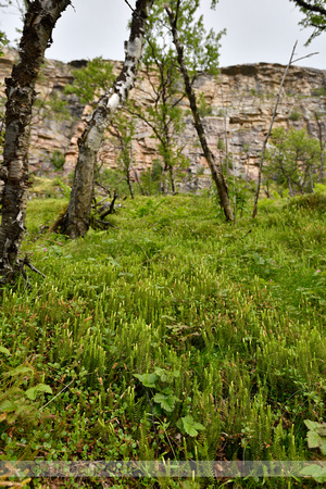 Interupted Clubmoss; Lycopodium annotinum; subsp. Alpestre