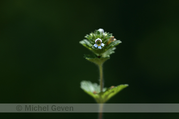 Euphrasia hirtella