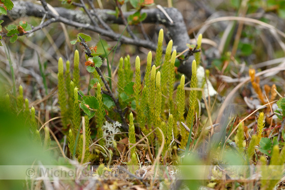 Interupted Clubmoss; Lycopodium annotinum; subsp. Alpestre