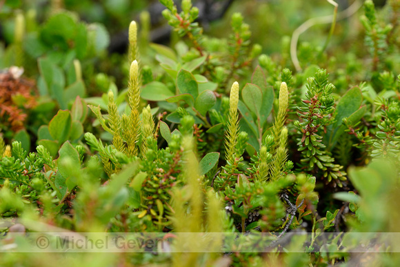 Interupted Clubmoss; Lycopodium annotinum; subsp. Alpestre