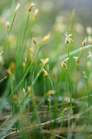 Noordse veenbies; Deergrass; Trichophorum cespitosum subsp. cesp