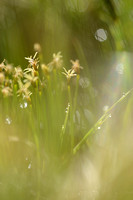 Noordse Veenbies; Deergrass; Trichophorum cespitosum subsp. cesp