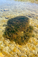 Neptune Grass; Posidonia oceanica