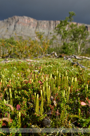 Interupted Clubmoss; Lycopodium annotinum; subsp. Alpestre