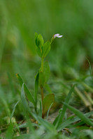 Schijngenadekruid - Yellowseed false pimpernel - Lindernia dubia