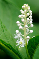 Oosterse Karmozijnbes; Indian Pokeweed; Phytolacca esculenta
