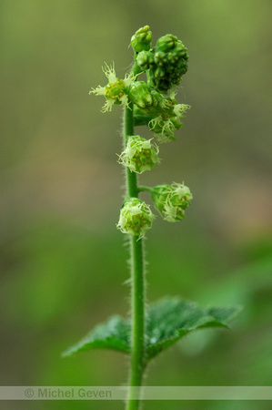 Franjekelk; Tellima grandiflora;