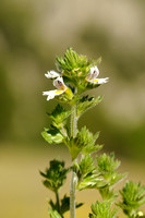 Euphrasia hirtella; Small flowered Sticky Eyebright;