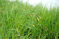 Moeraszegge - Lesser Pond-sedge - Carex acutiformis