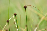Kogelbies; Round-headed Club-rush; Scirpoides holoschoenus subsp. romanus