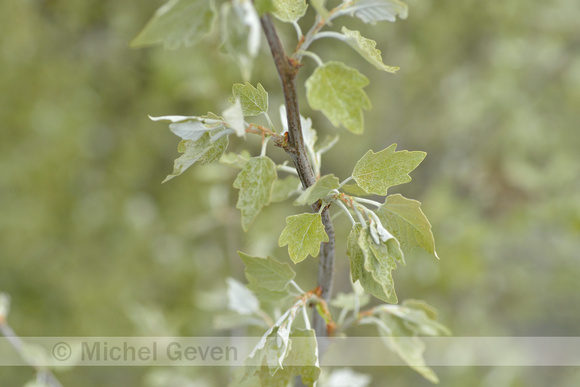 Witte abeel; White Poplar; Populus alba