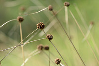Kogelbies; Round-headed Club-rush; Scirpoides holoschoenus subsp. romanus