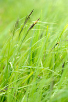 Moeraszegge; Lesser Pond-sedge; Carex acutiformis;