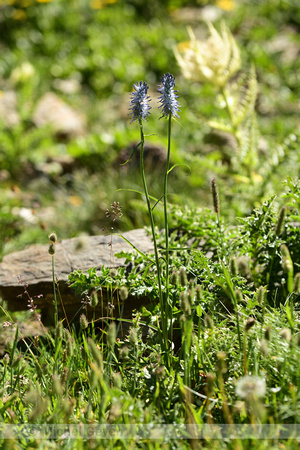 Phyteuma scorzonerifolium