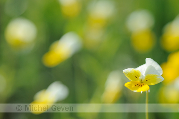 Geel Viooltje; Viola lutea subsp. lutea; Mountain Pansy