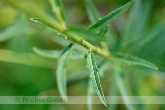Schermhavikskruid; Leafy Hawkweed; Hieracium umbellatum