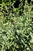 Amerikaanse bijvoet - White sagebush - Artemisia ludoviciana