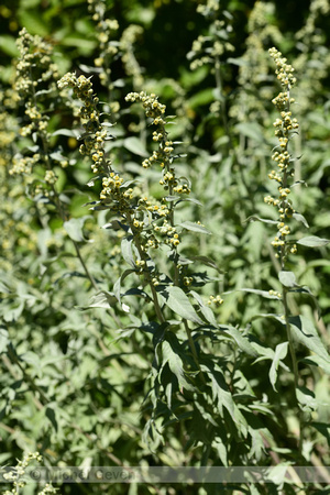 Amerikaanse bijvoet; White sagebush; Artemisia ludoviciana