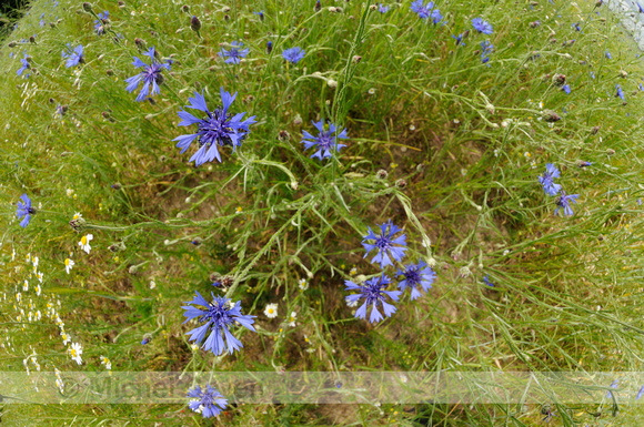 Korenbloem; Cornflower; Centaurea cyanus;