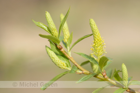 Amandelwilg; Almond Willow; Salix triandra