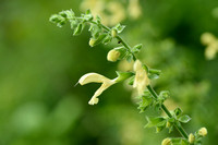 Kleverige salie; Sticky Clary; Salvia glutinosa