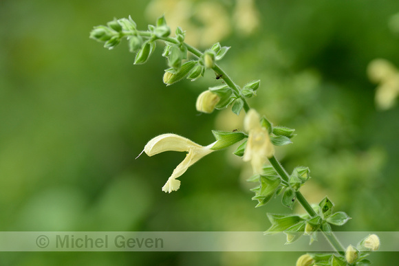 Kleverige salie; Sticky Clary; Salvia glutinosa