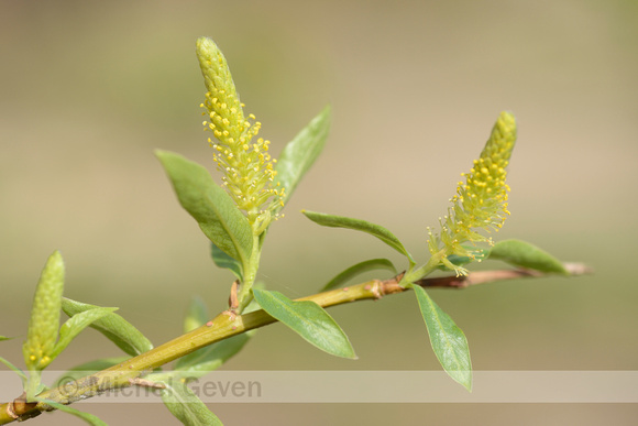 Amandelwilg; Almond Willow; Salix triandra