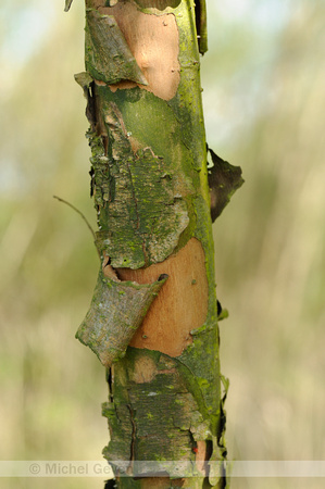 Amandelwilg; Almond Willow; Salix triandra