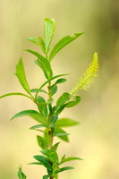 Amandelwilg - Almond Willow -Salix triandra