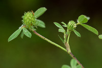 Gestreepte klaver; Knotted Clover; Trifolium striatum