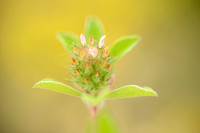 Gestreepte Klaver; Knotted Clover; Trifolium striatum