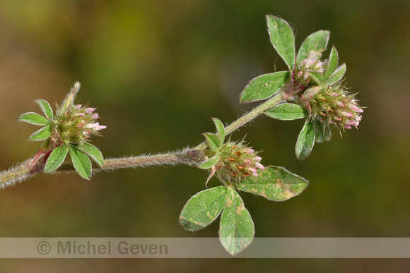 Gestreepte klaver; Knotted Clover; Trifolium striatum;