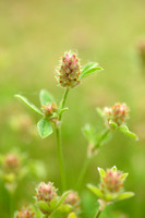 Gestreepte Klaver; Knotted Clover; Trifolium striatum