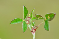 Gestreepte Klaver - Knotted Clover - Trifolium striatum