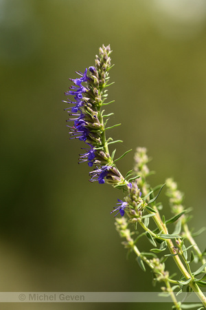 Hyssop; Hyssopus officinalis subsp. canescens