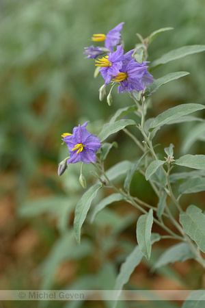 Silver-leaved nightshade; Solanum elaeagnifolium