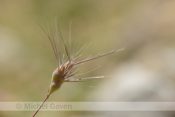 Ovate goatgrass; Aegilops geniculata; Aegilops ovata