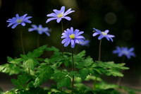 Blauwe Anemoon - Apennine Windflower - Anemone apennina