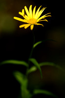 Wilgkoeienoog; Yellow Oxeye Daisy; Buphthalmum salicifolium