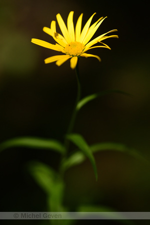 Wilgkoeienoog; Yellow Oxeye Daisy; Buphthalmum salicifolium