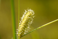 Blaaszegge; Bladder Sedge; Carex vesicaria;