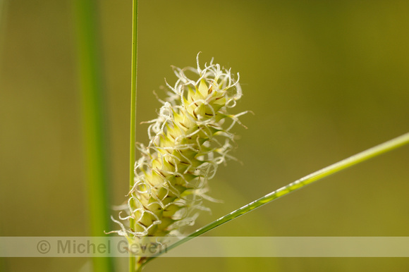 Blaaszegge; Bladder Sedge; Carex vesicaria;