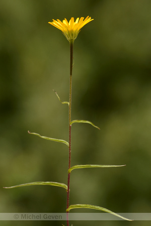 Koeienoog; Yellow ox-eye; Buphthalmum salicifolium