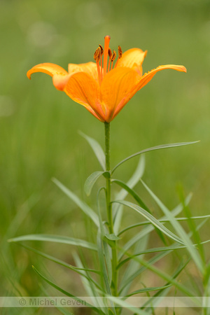 Roggelelie; Oranjelelie; Orange Lily; Lilium bulbiferum